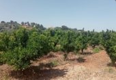Country house with land for sale on Camí d’Oliva, La Font d'en Carròs, ref: TR327927 photo