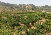 Country house with land for sale on Camí d’Oliva, La Font d'en Carròs, ref: TR327927 photo