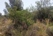 Country house with land for sale on Camí d’Oliva, La Font d'en Carròs, ref: TR327927 photo