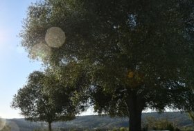 Zalamea la Real 117000000&nbsp;m² 