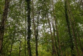 Foto 9