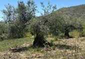 Non-developable land for sale on Calle Orilla Perales, Güéjar Sierra, ref: TR330594 photo