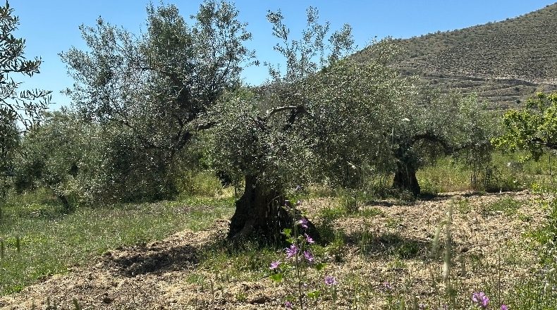 Granada - Güéjar Sierra - 3982m2