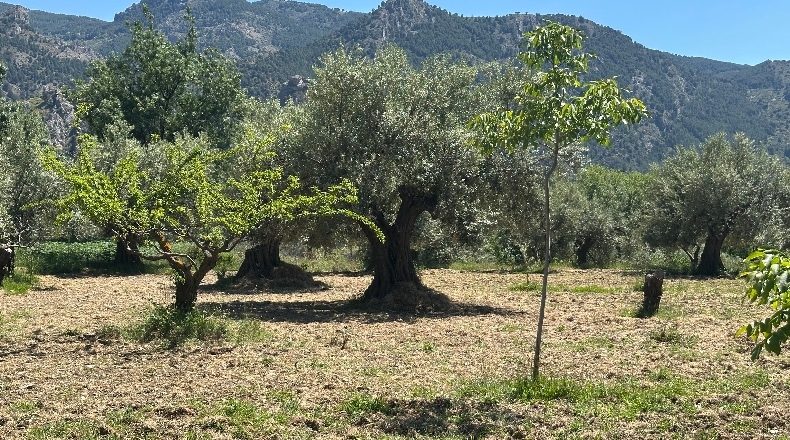 Granada - Güéjar Sierra - 3982m2