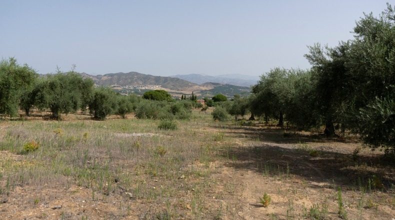 Malaga - Alhaurín de la Torre - 25000m2