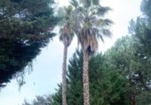 Chalet independiente con terreno en venta en la Parque el chaparrillo sn, Malagón, ref: TR331255 foto