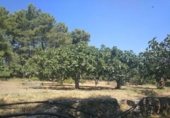 Country house with land for sale on Carretera AV 929 km20, Candeleda, ref: TR334552 photo