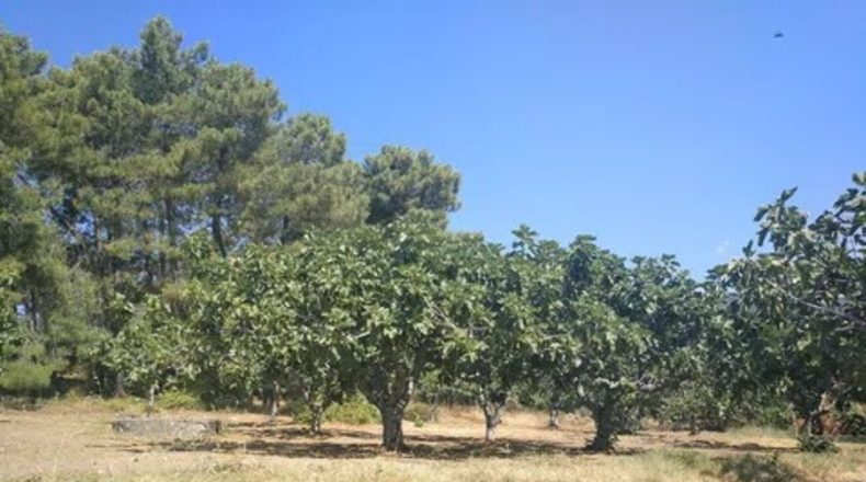 Ávila - Candeleda - 30000m2