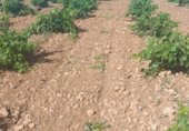 Non-developable land for rent on Camino de La Encina, Quintanar de la Orden, ref: TR307819 photo