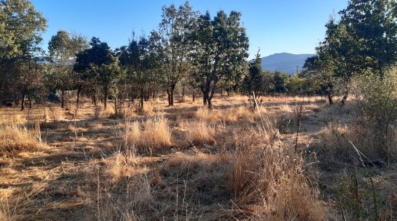 Мадрид - Manjirón - 12000m2