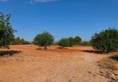 Non-developable land for sale on Calle Evaristo Calatayud, Montserrat, ref: TR342646 photo