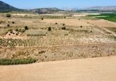 Terreno no urbanizable en venta en la Avenida del Santuario, Villena, ref: TR337577 foto