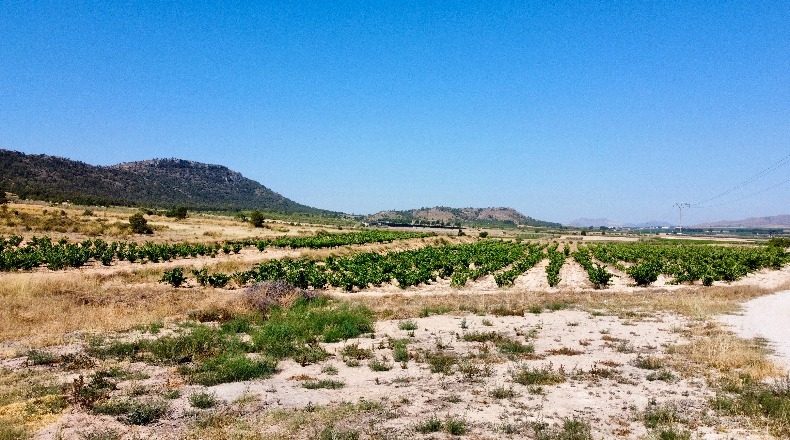 Аликанте - Villena - 14980m2