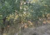Land suitable for development for sale on Carcedo de Burgos, ref: TR337999 photo