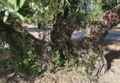 Terreny no urbanitzable en venda a la JV-2131, Martos, ref.: TR340446 foto
