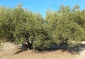 Terreny no urbanitzable en venda a la JV-2131, Martos, ref.: TR340446 foto