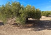 Terreny no urbanitzable en venda a la JV-2131, Martos, ref.: TR340446 foto