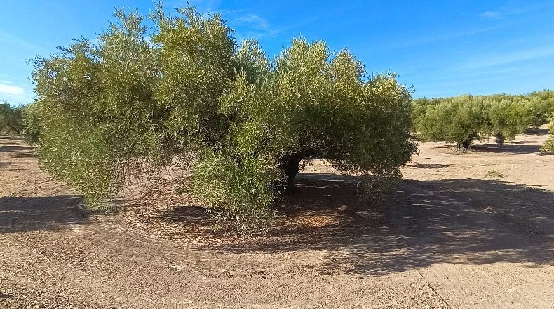 Jaén - Martos - 42206m2
