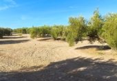 Terreny no urbanitzable en venda a la JV-2131, Martos, ref.: TR340446 foto