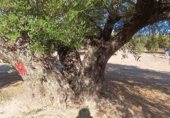 Terreny no urbanitzable en venda a la JV-2131, Martos, ref.: TR340446 foto