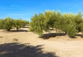 Terreny no urbanitzable en venda a la JV-2131, Martos, ref.: TR340446 foto
