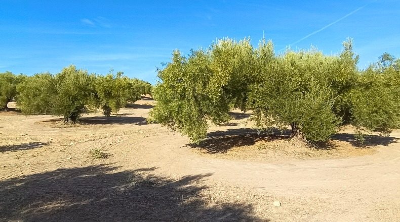 Jaén - Martos - 42206m2