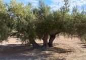 Terreny no urbanitzable en venda a la JV-2131, Martos, ref.: TR340446 foto