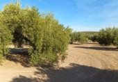 Terreny no urbanitzable en venda a la JV-2131, Martos, ref.: TR340446 foto