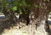 Terreny no urbanitzable en venda a la JV-2131, Martos, ref.: TR340446 foto