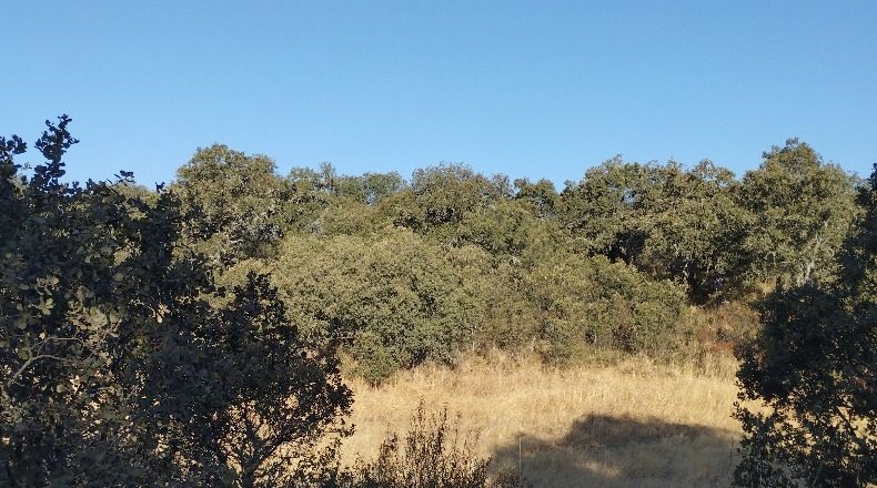 Córdoba - Obejo - 38106m2