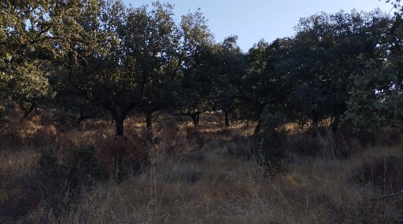 Córdoba - Obejo - 38106m2