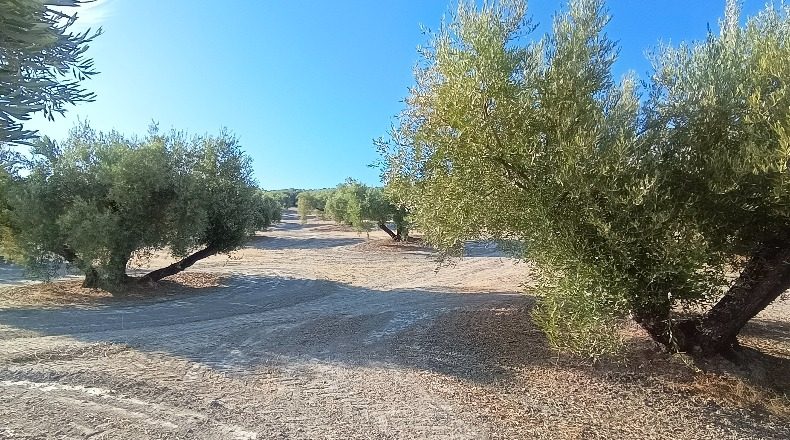 Jaén - Martos - 10453m2