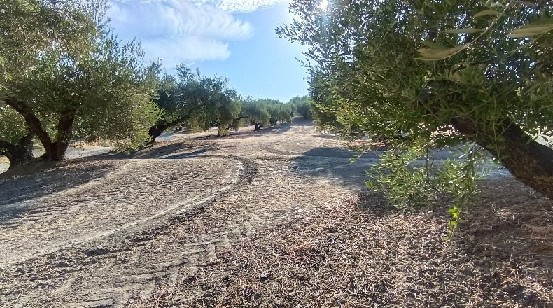 Jaén - Martos - 10453m2