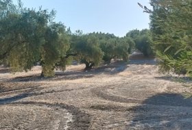 Martos 10453&nbsp;м²