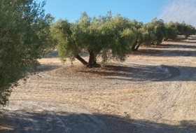 Martos 10453&nbsp;м²
