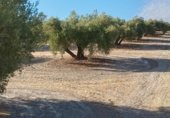 Terreny no urbanitzable en venda a la Monte Lope-Álvarez, Martos, ref.: TR340550 foto