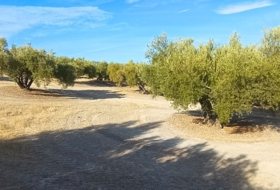 Martos 10453&nbsp;м²