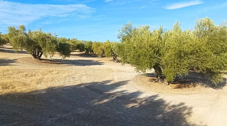 Jaén - Martos - 10453m2