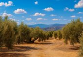 Terreny no urbanitzable en venda a la Carretera de Loja (A-92) a Priego de Córdoba (A-333) por Algarinejo, Priego de Córdoba, ref.: TR342154 foto