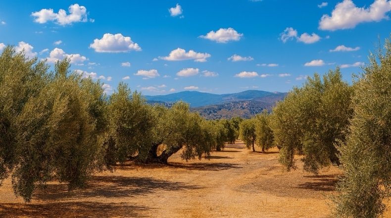 Córdoba - Priego de Córdoba - 47714m2