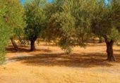 Terreny no urbanitzable en venda a la Carretera de Loja (A-92) a Priego de Córdoba (A-333) por Algarinejo, Priego de Córdoba, ref.: TR342154 foto