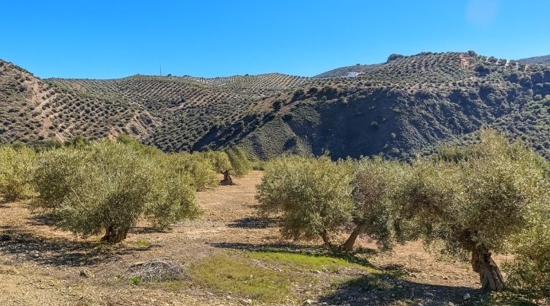 Córdoba - Priego de Córdoba - 47714m2