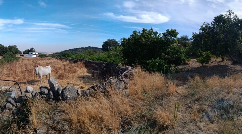 Cáceres - Montánchez - 7447m2