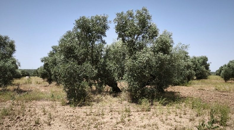 Málaga - Alameda - 64843m2