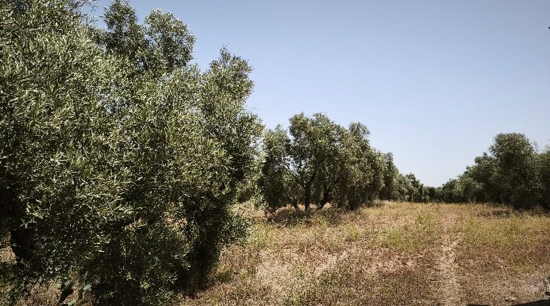 Málaga - Alameda - 64843m2