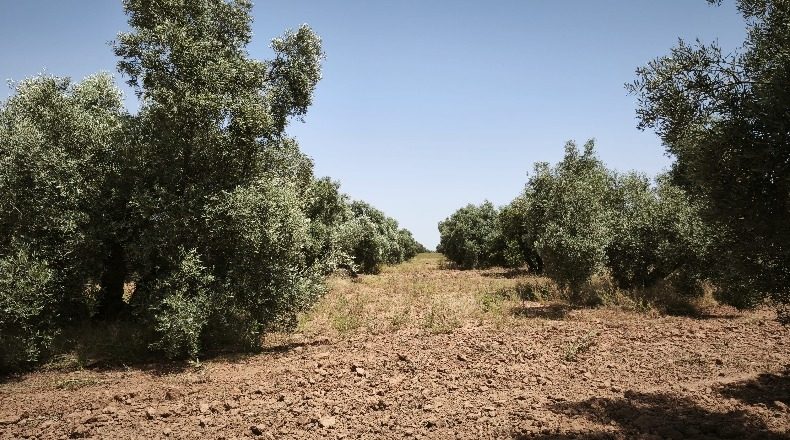 Málaga - Alameda - 64843m2