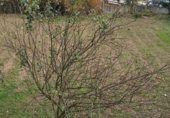 Городская земля под застройку на продажу у города Виго Фото
