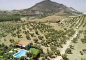 Rural estate for sale on Calle de Coripe, Morón de la Frontera, ref: TR343703 photo