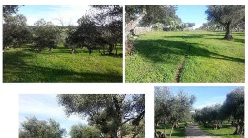 Cáceres - Belvís de Monroy - 5201m2