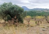 Land for sale on T-334, Horta de Sant Joan, ref: TR346111 photo